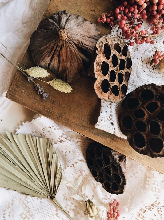Dried Lotus Seed Pod Heads - Stone & Sage 