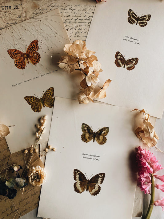 Bespoke Order for Susannah ~ three lithograph butterfly prints