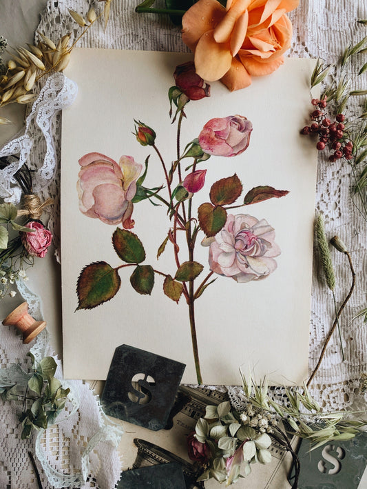Vintage Rose Illustration Bookplate 3