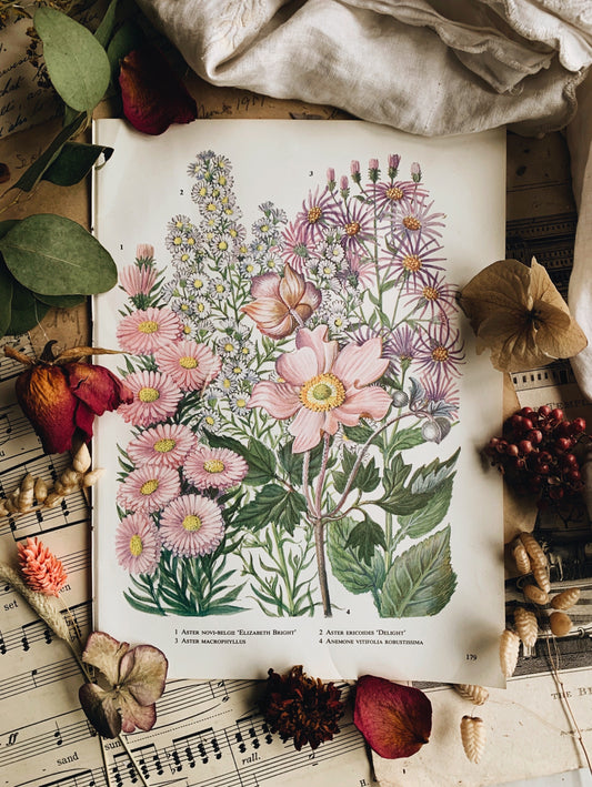 Vintage 1960’s Floral Bookplate ~ aster / anemone