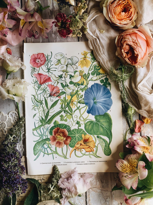 Vintage 1960’s Garden Flower Bookplate ~ Lathyrus