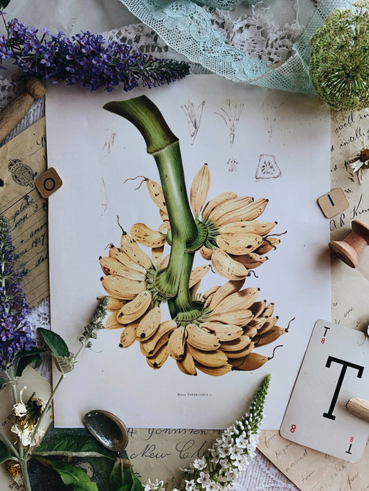 Vintage Style Botanic Print