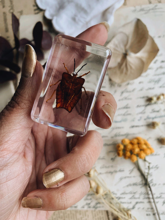 Vintage Taxidermy Insect / Bug / Beetle in Resin