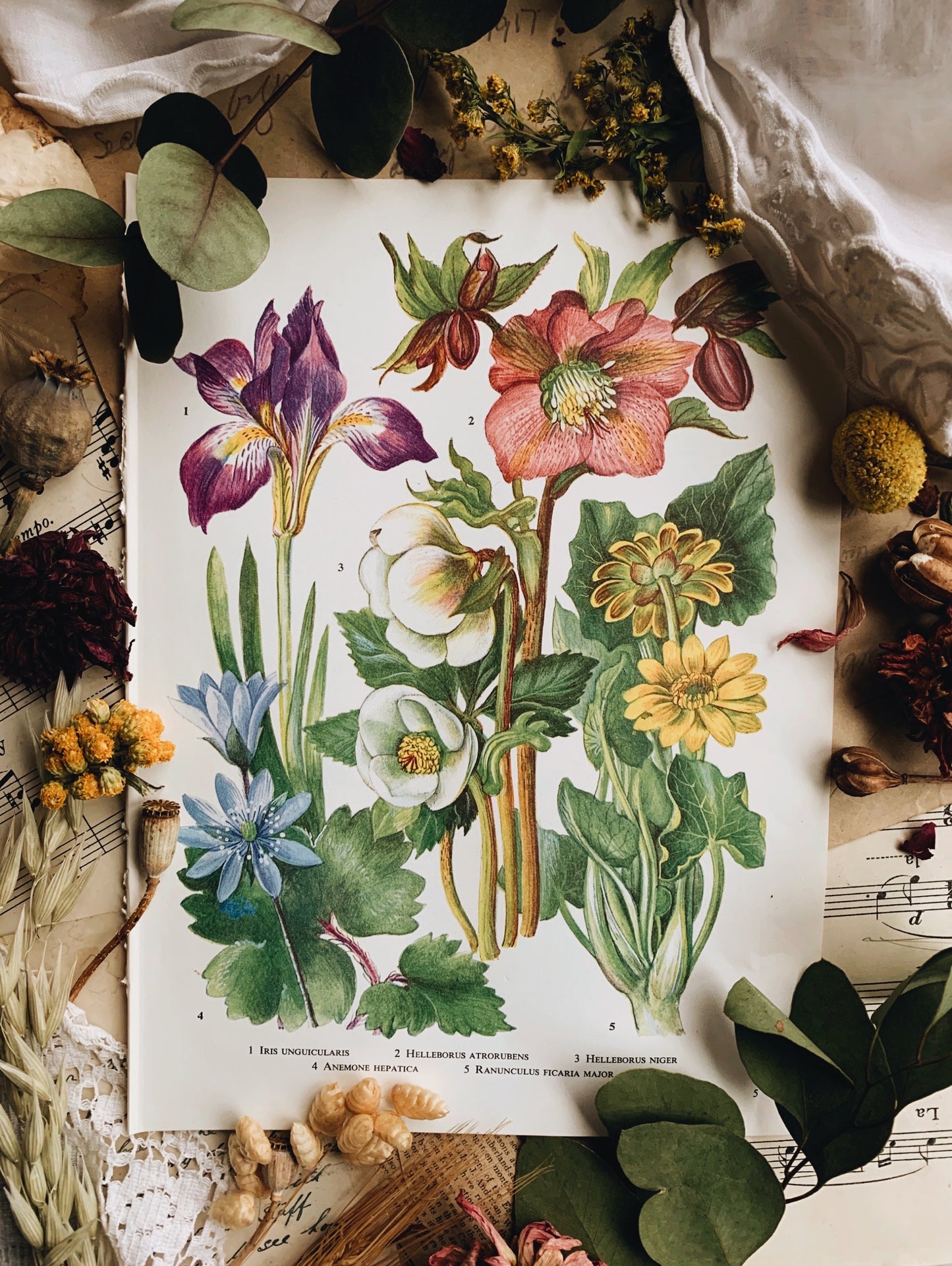 Vintage 1960’s Floral Bookplate ~ Anemone