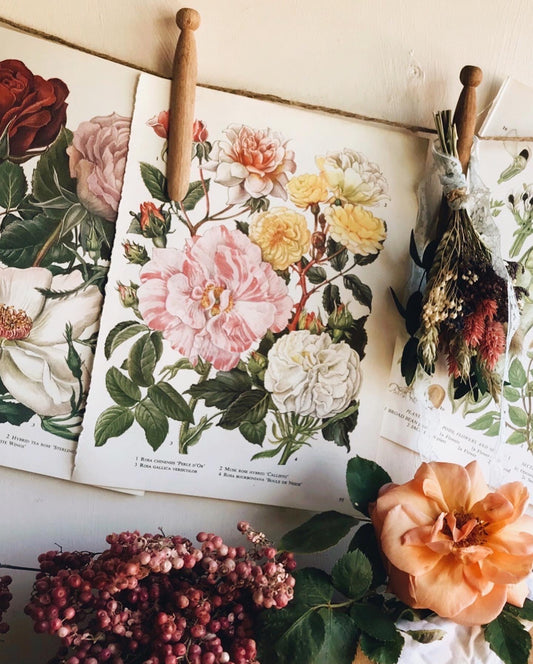 Two Vintage Rose Garden Bookplates