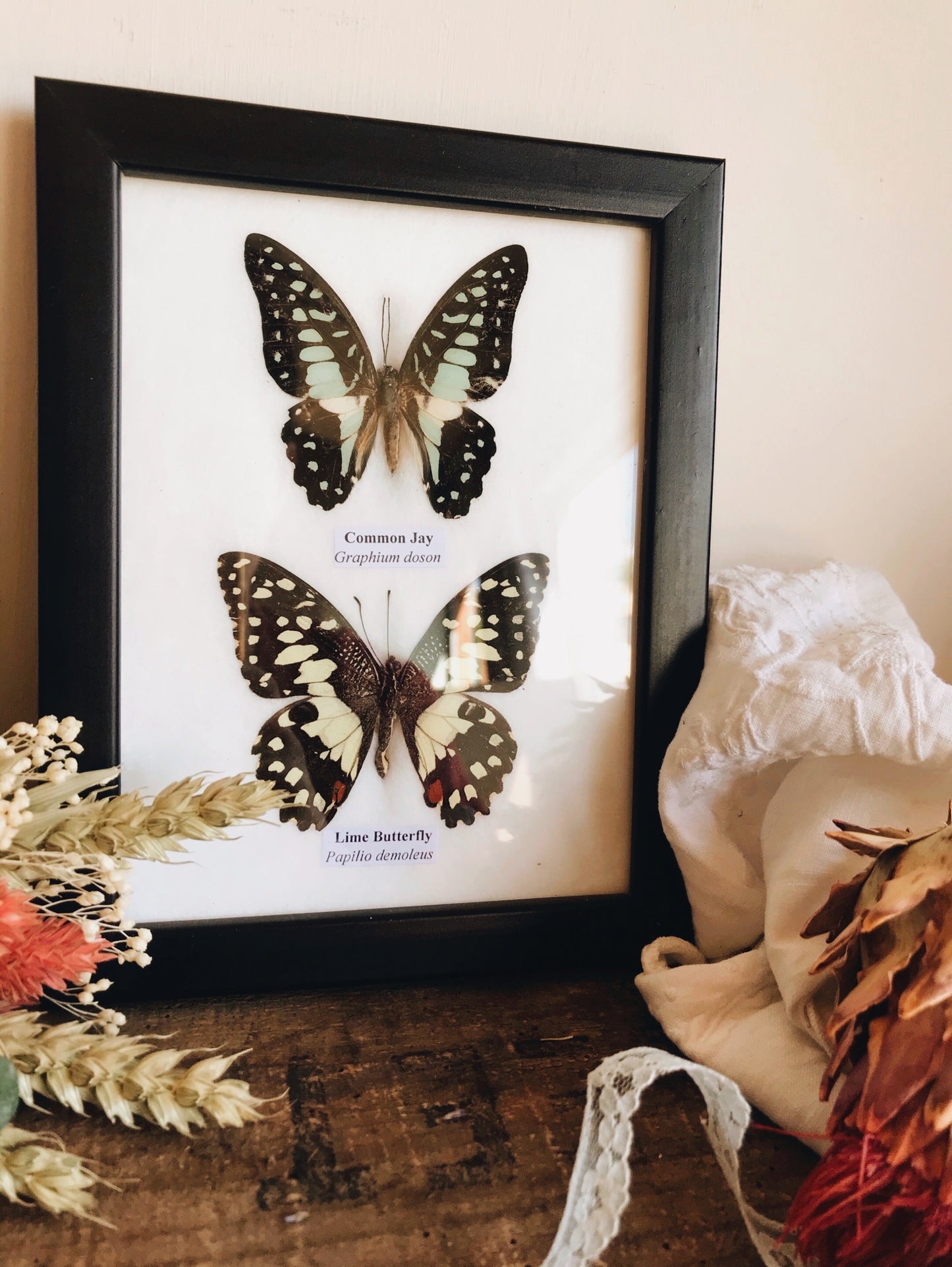 Two Taxidermy Butterflies Framed