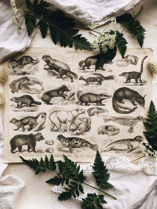 Extra Large Antique Carnivores Animals Bookplate