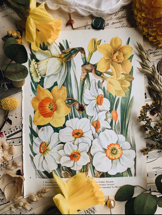 Vintage 1960’s Daffodil Bookplate
