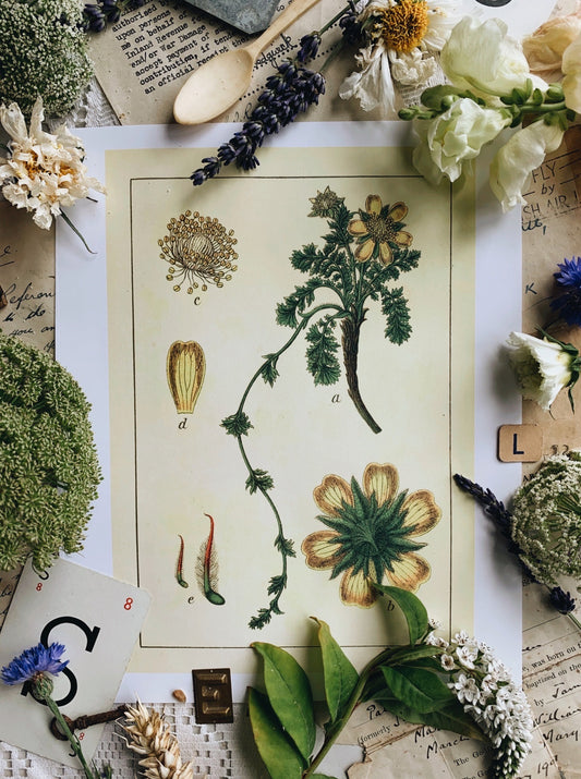 Vintage Style Botanic Print