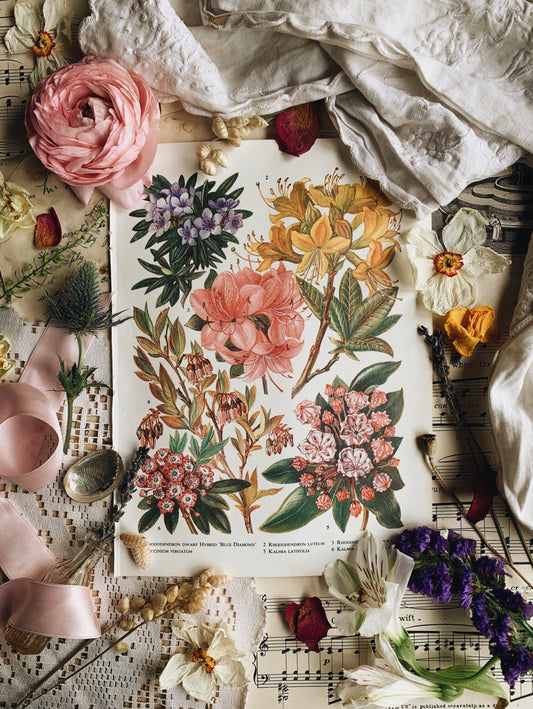 Vintage 1960’s Rhododendron Bookplate