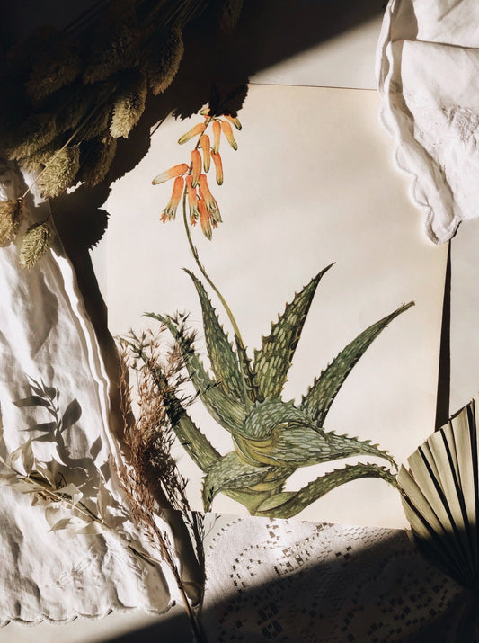 Antique Aloe Illustration Bookplate