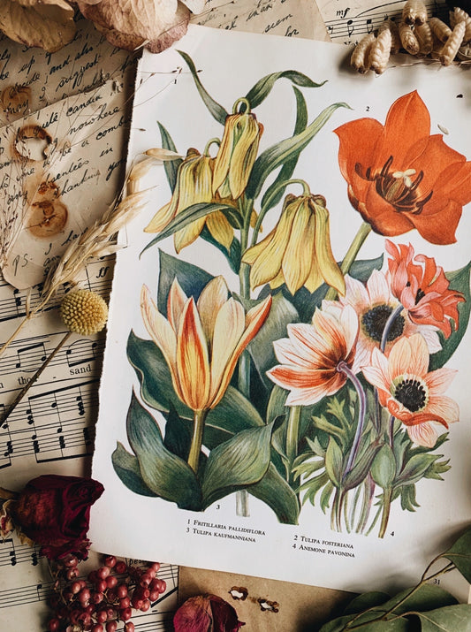Vintage 1960’s Floral Bookplate ~ tulip