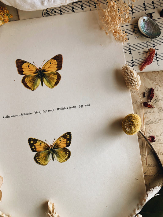 Vintage 1965 Lithograph Butterfly Print