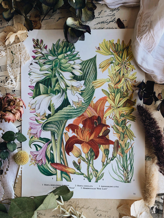 Vintage 1960’s Floral Bookplate ~ Pink Lady