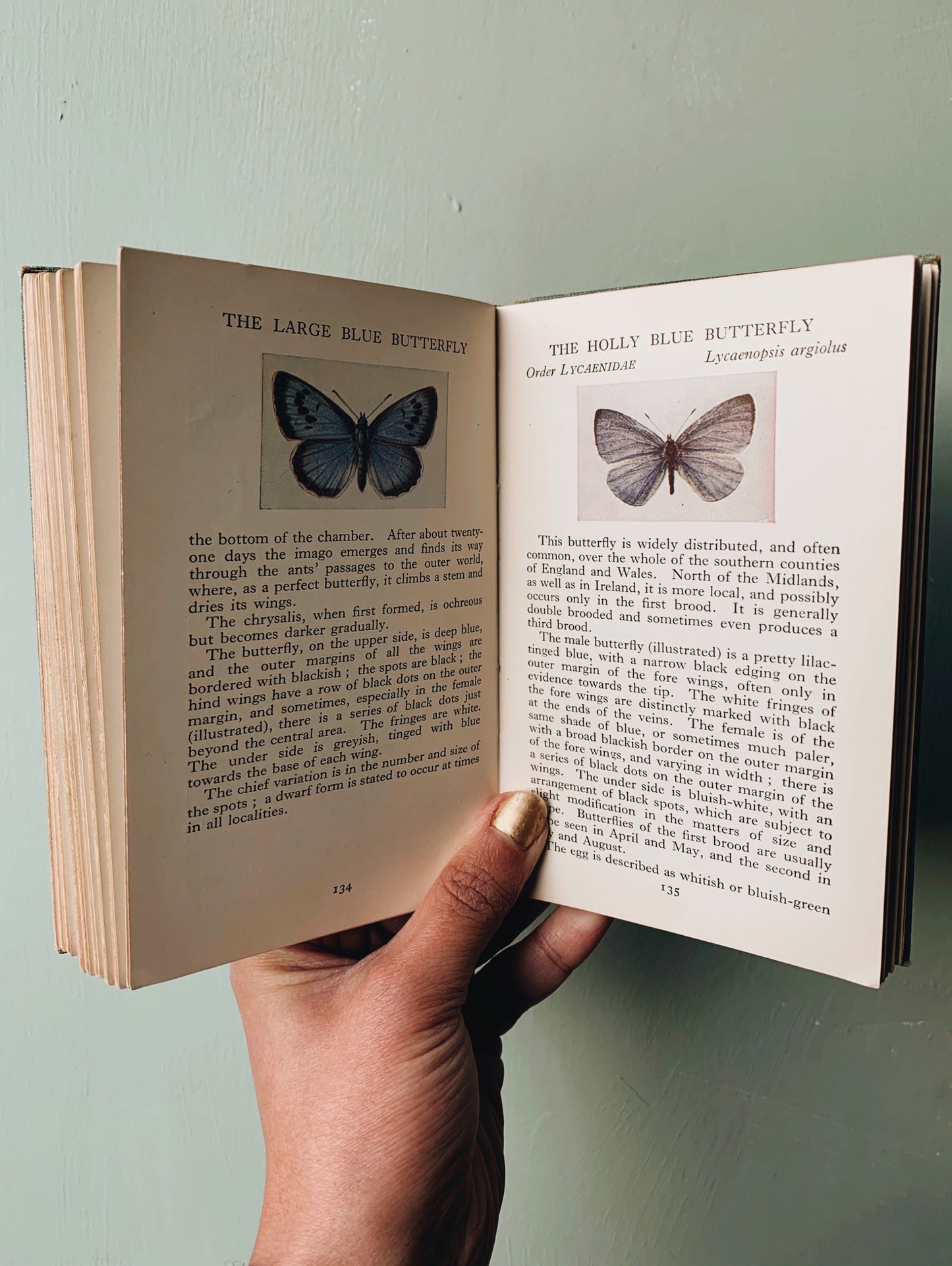 1935 Vintage British Butterflies Observer Book
