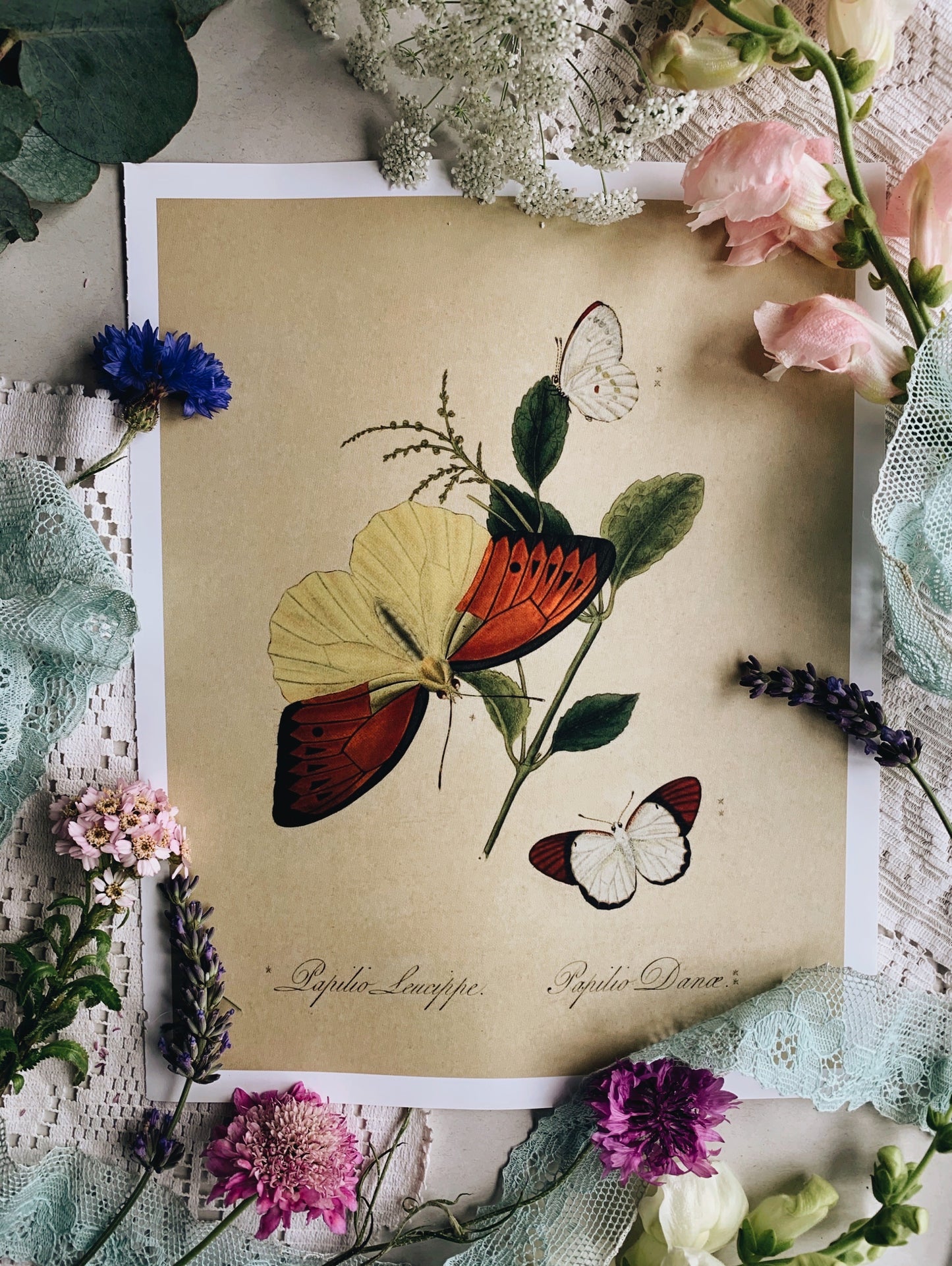 Vintage Style Butterfly Print