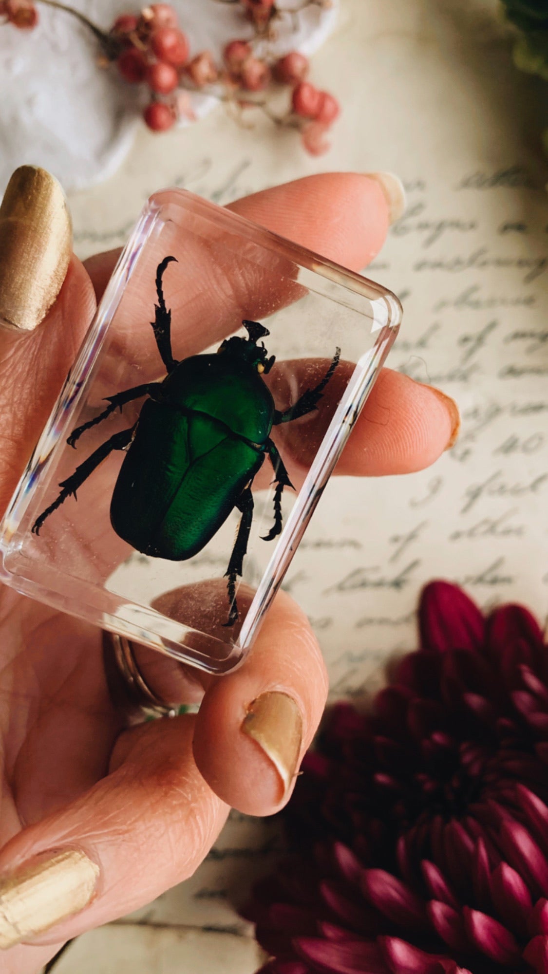 Vintage Taxidermy Insect / Bug / Beetle in Resin