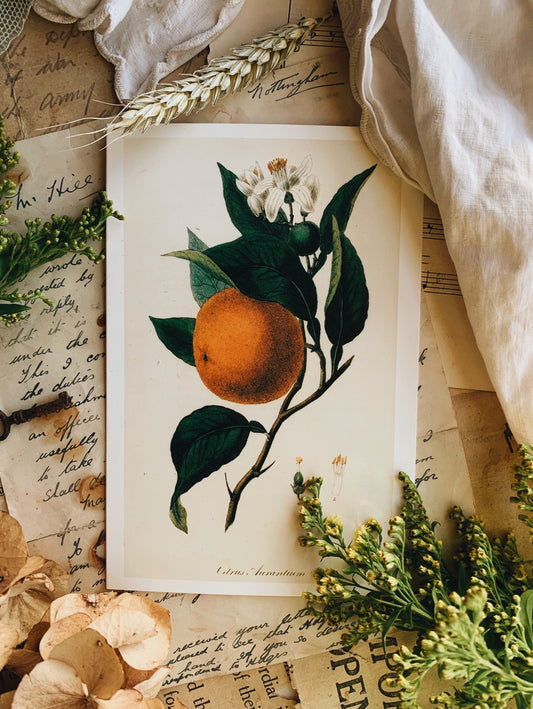 1990’s Printed Botanical Gift Cards ~ two available