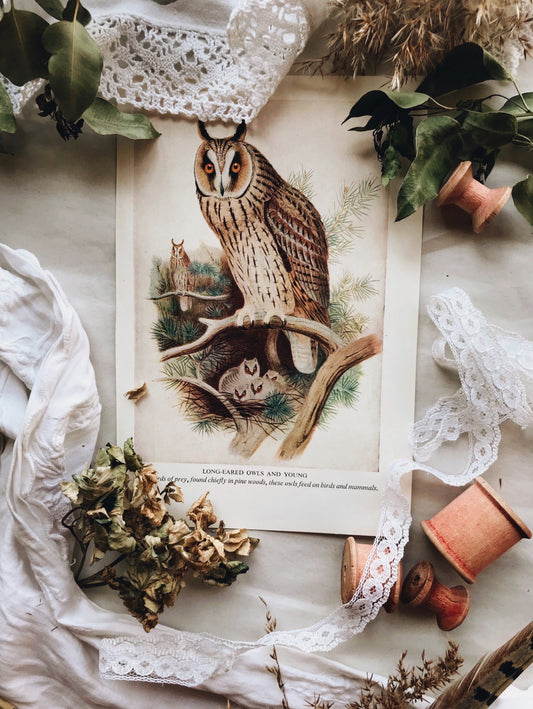 Vintage Long Eared Owl & Owlets (nest) - Stone & Sage 