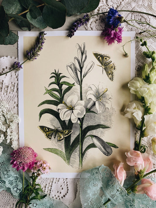 Vintage Style Butterfly Print