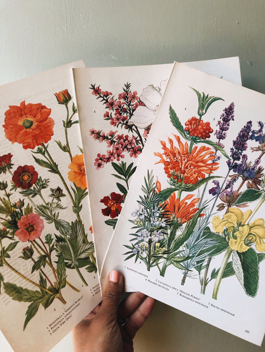 Three Vintage Garden Flower Bookplates