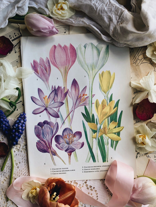 Vintage 1960’s Floral Bookplate ~ Crocus