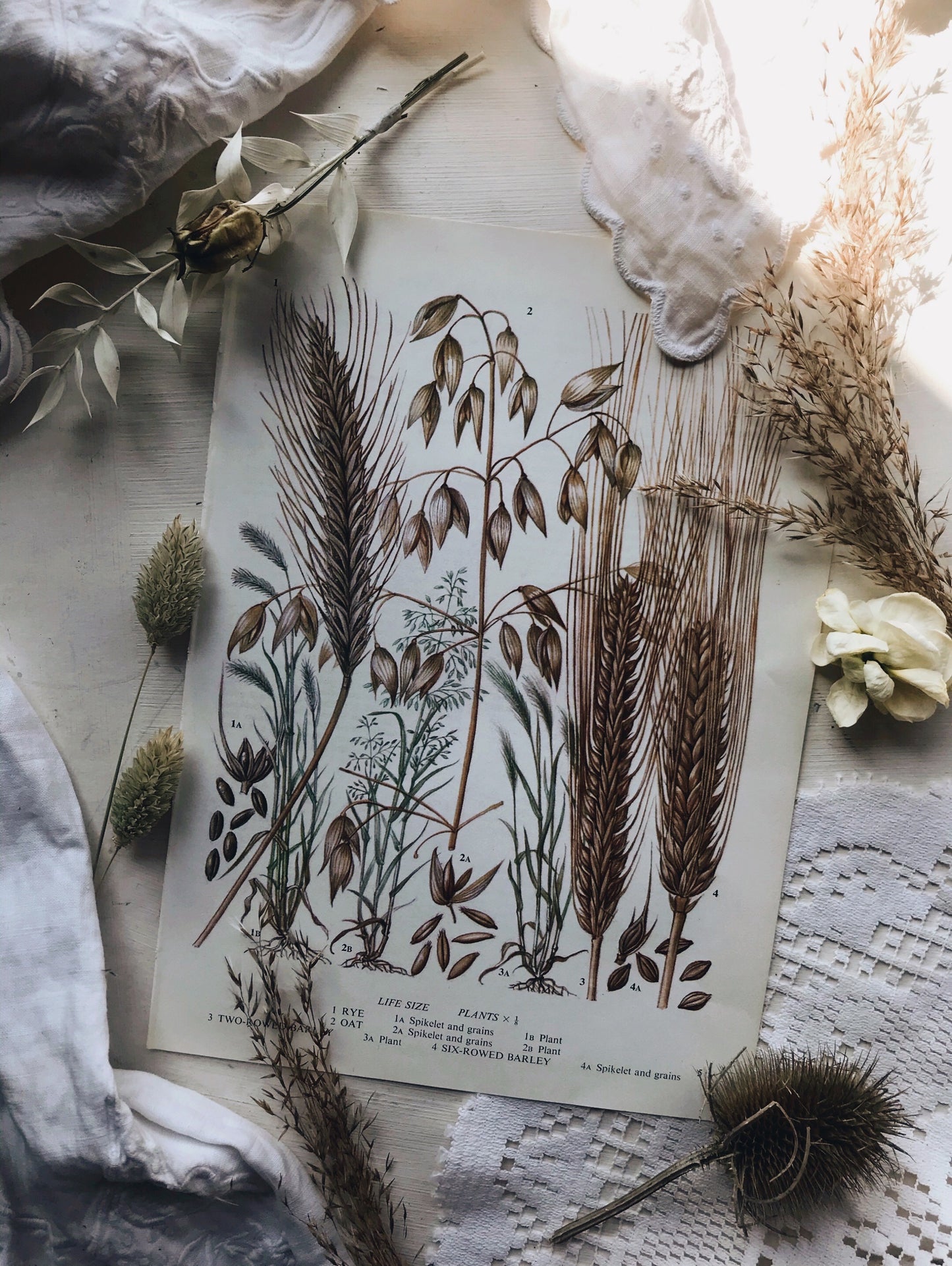 Vintage 1960’s Dried Plants Bookplate