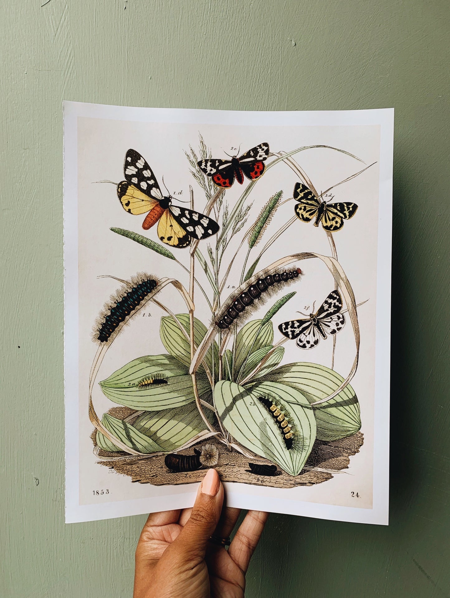 Vintage Style Butterfly Print