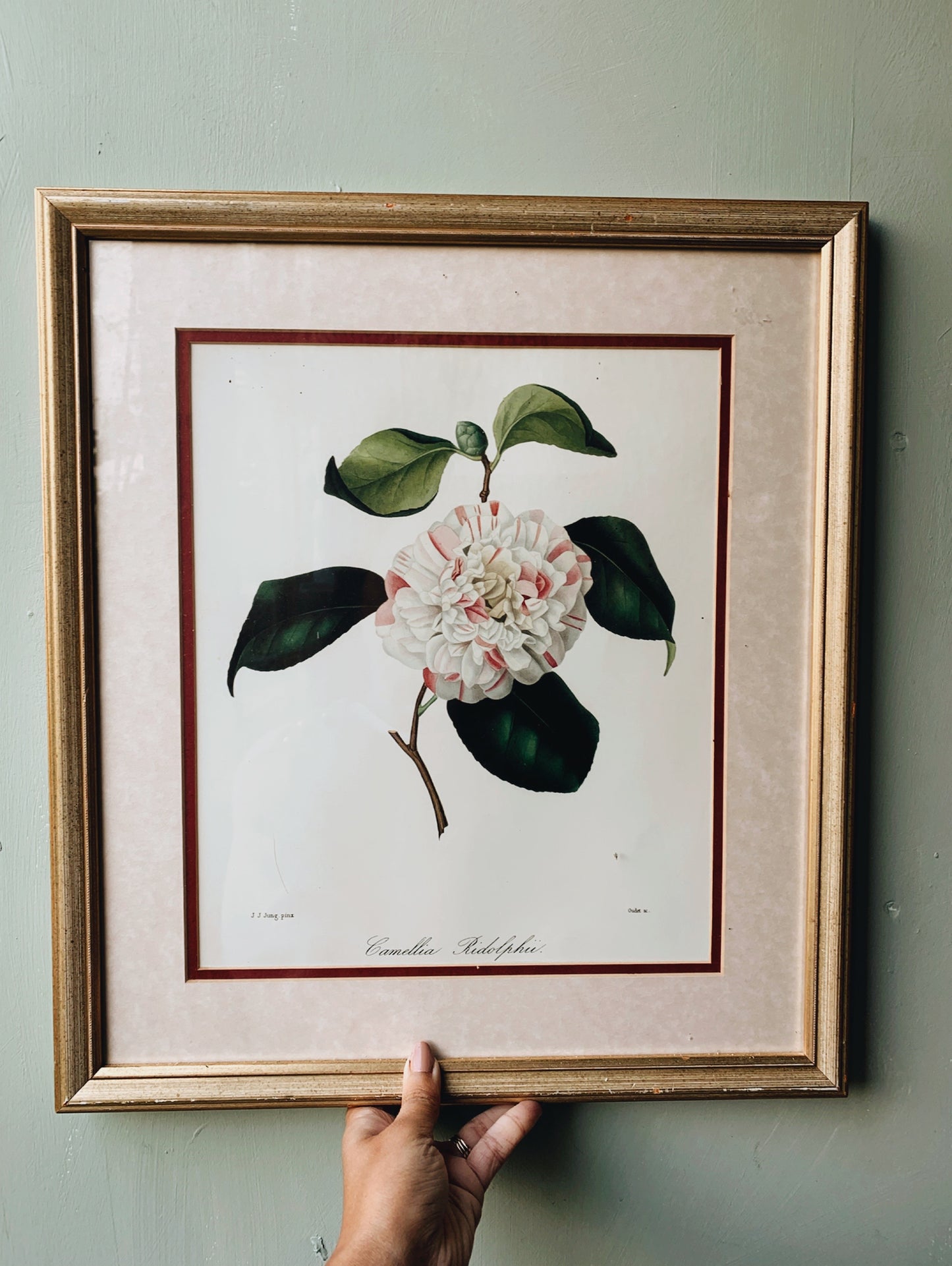 Large Vintage Camellia  Print Framed (UK SHIPPING ONLY)
