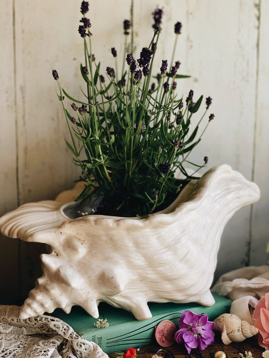 Antique Large Shell Planter (UK SHIPPING HEAVY)