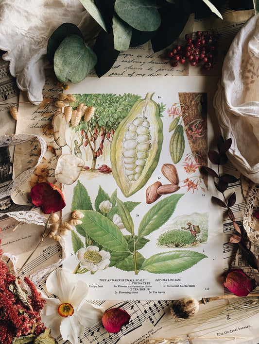 Vintage 1960’s Cocoa Bean / Tree Bookplate