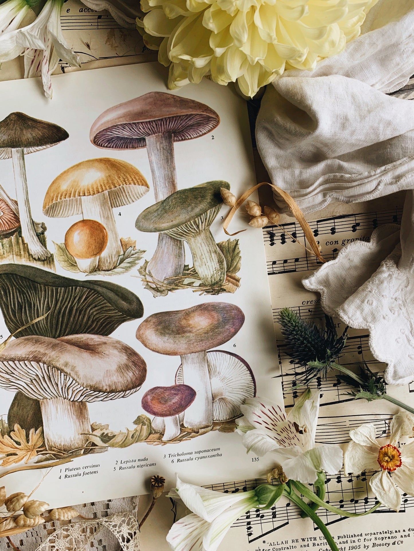 Vintage Fungi (mushroom) 1960’s Bookplate