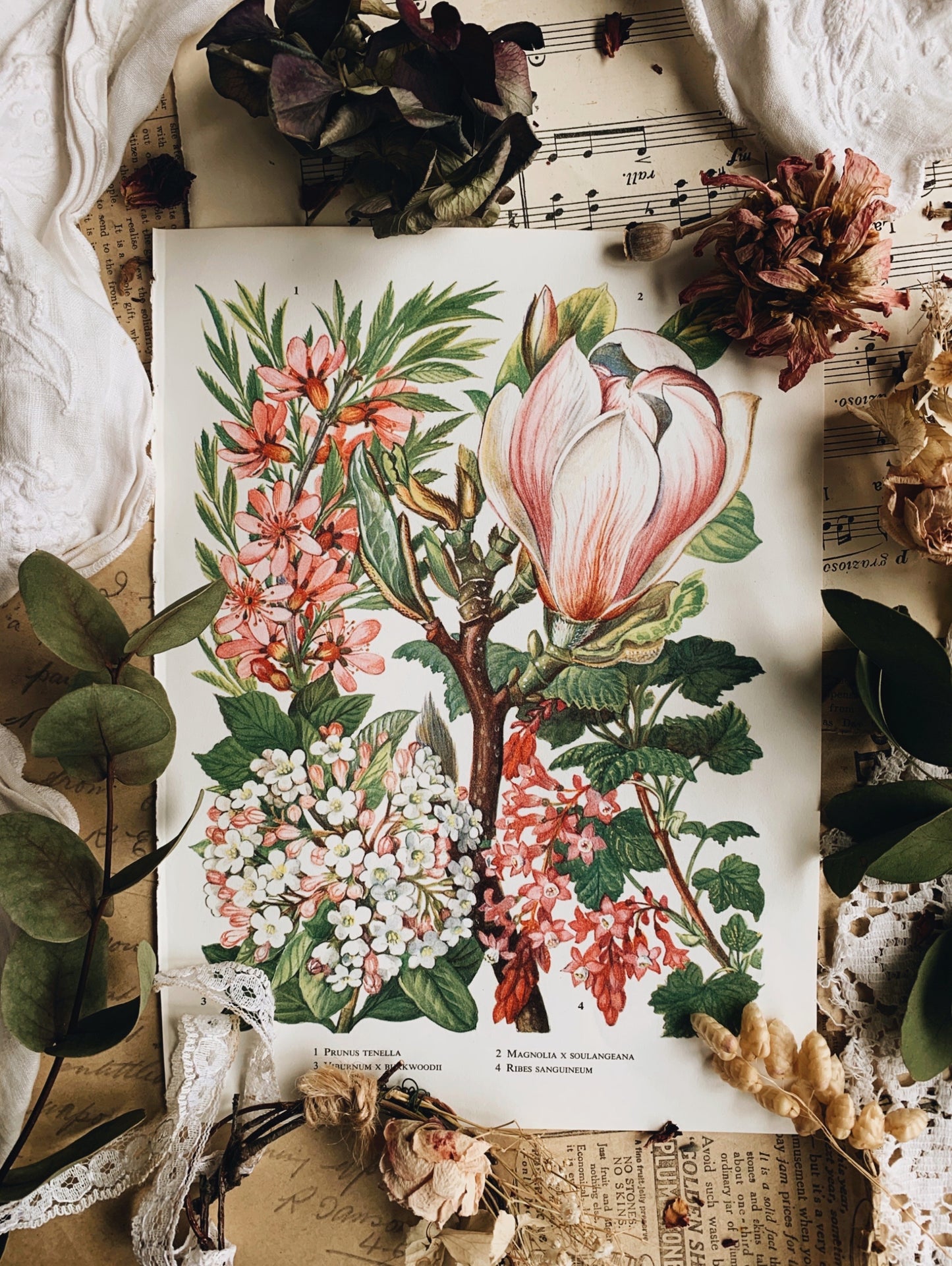 Vintage 1960’s Floral Bookplate ~ Magnolia