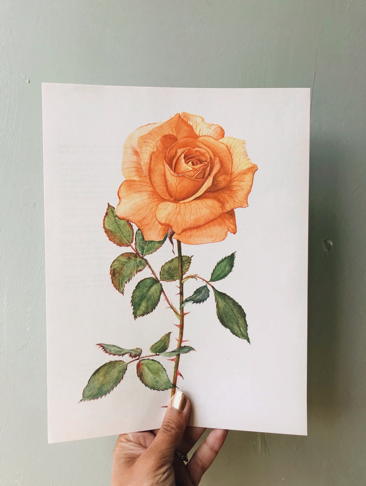 Vintage 1960’s Rose Botanical Print 1