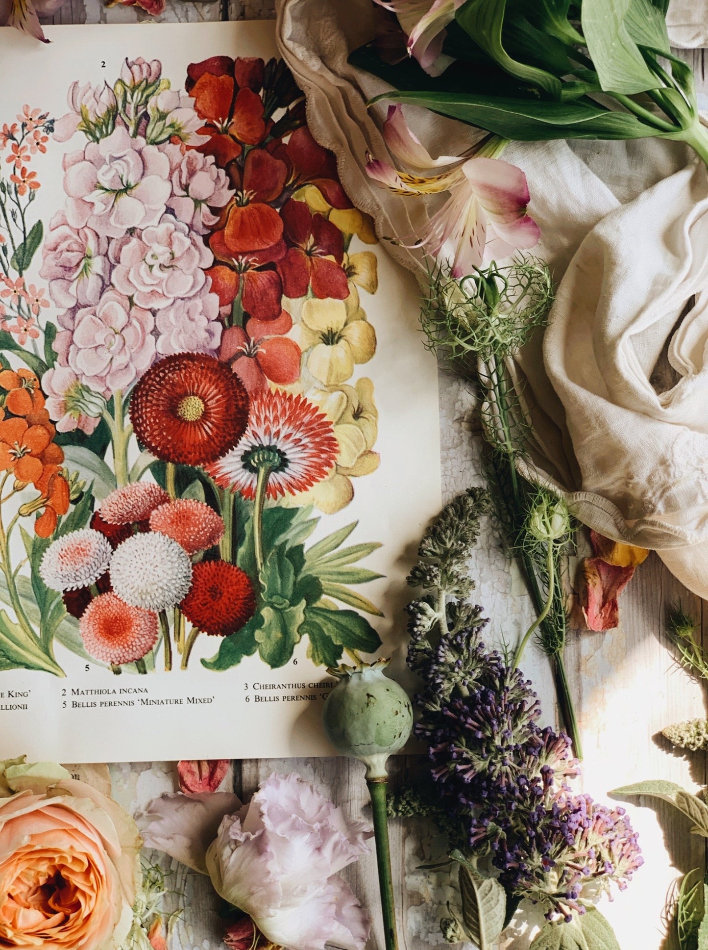 Vintage 1960’s Garden Flower Bookplate ~ matthiola