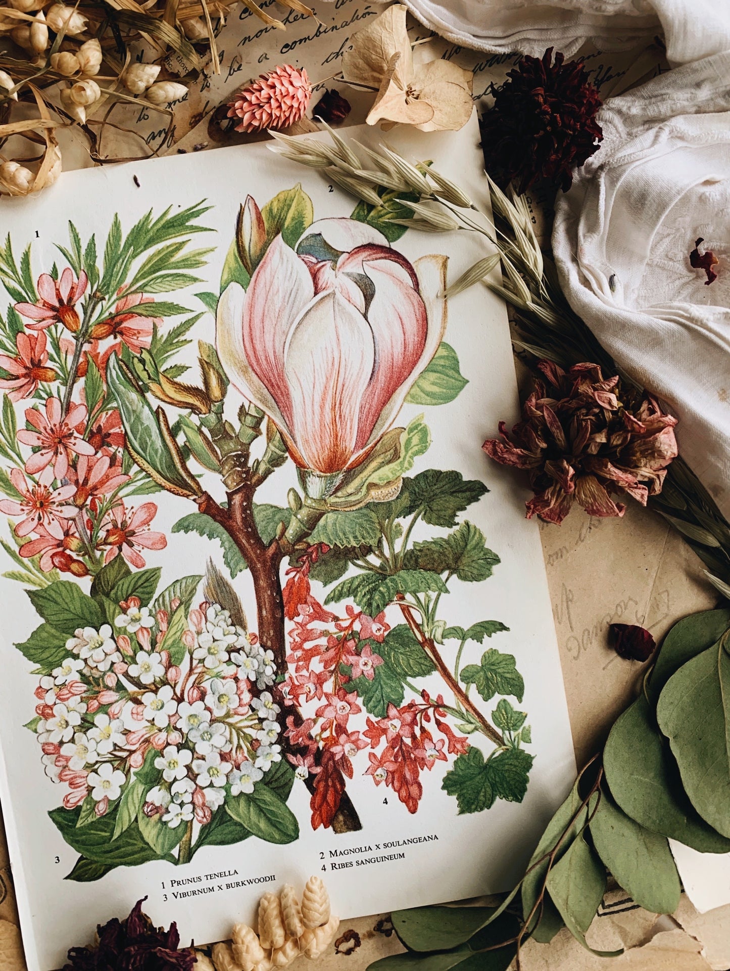 Vintage 1960’s Floral Bookplate ~ Magnolia