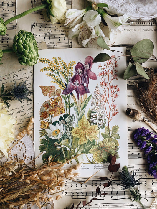 Vintage 1960’s Floral Bookplate ~ Roscoea
