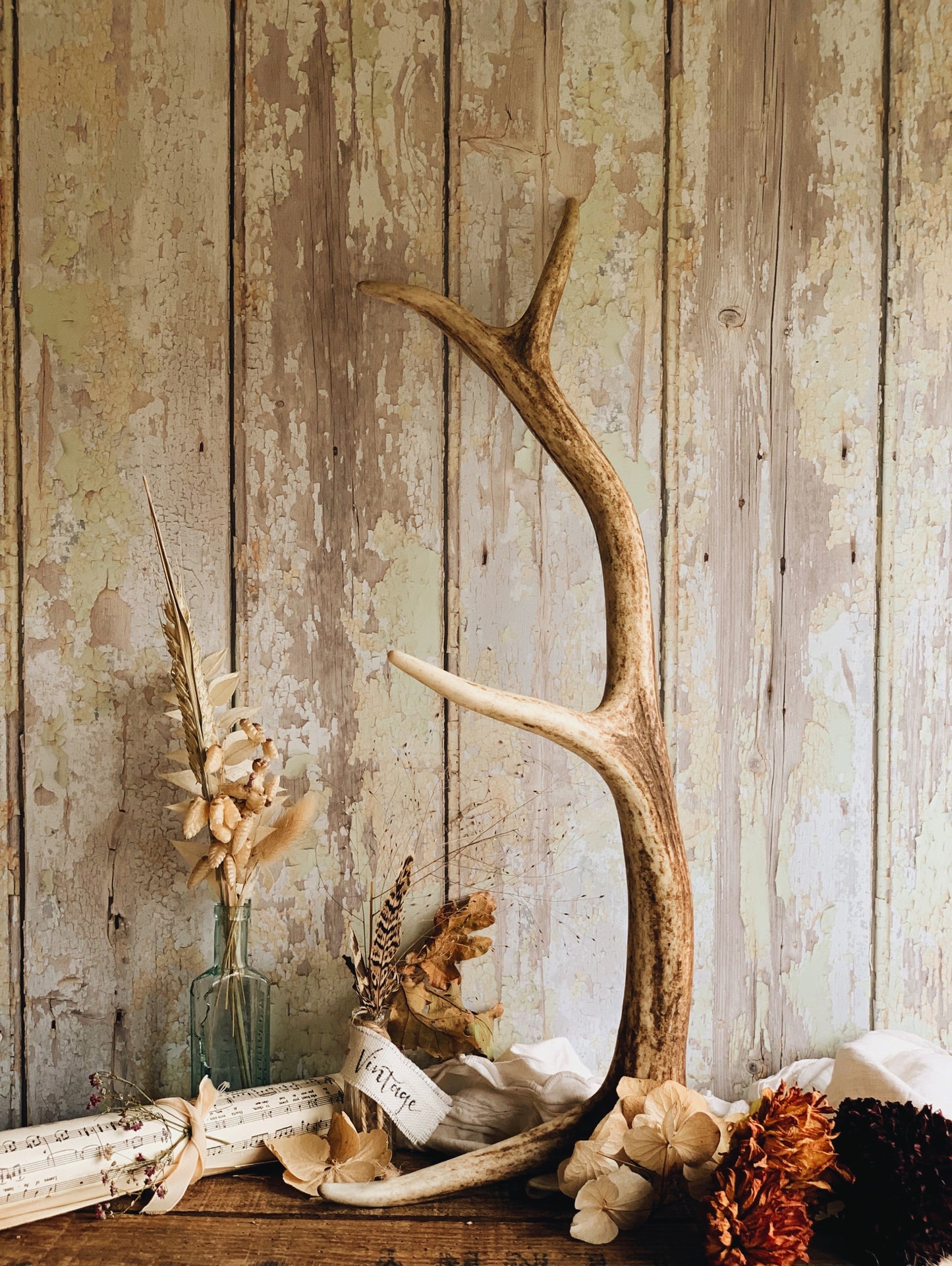 Large Stag Antler (taxidermy) UK SHIPPING ONLY