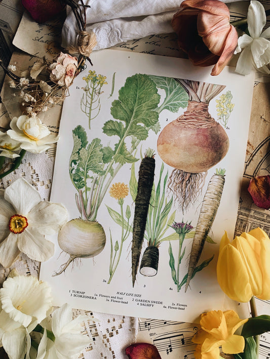 Vintage 1960’s Garden Vegetable Bookplate ~ turnip & suede