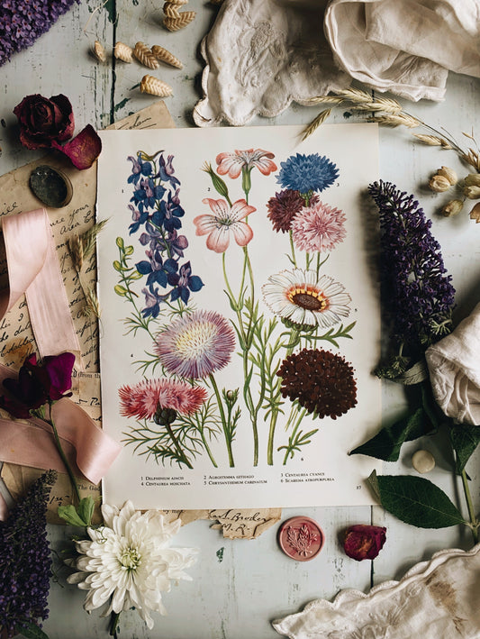 Vintage 1960’s Delphinium Ajacis Floral Bookplate