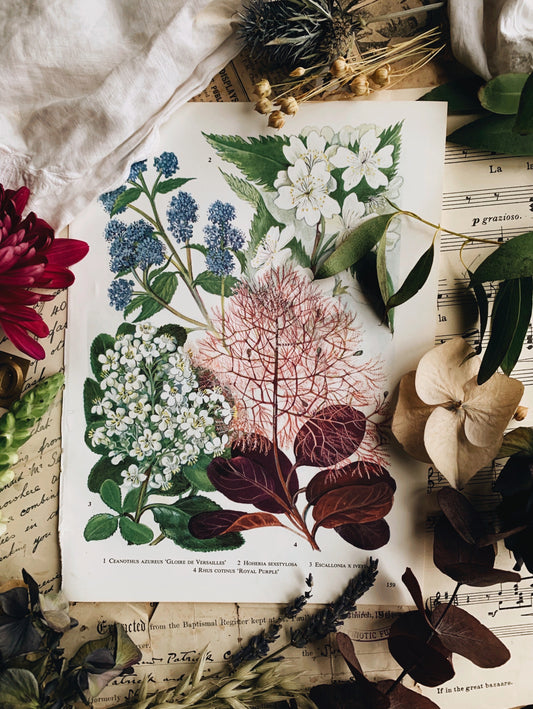 Vintage 1960’s Floral Bookplate ~ Royal Purple