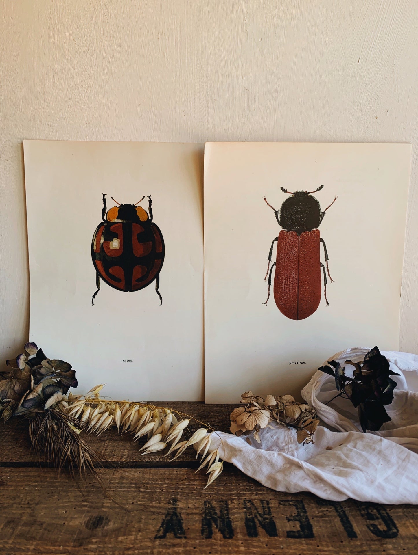 Antique Beetle Collection (set 1 ) Illustration Bookplates