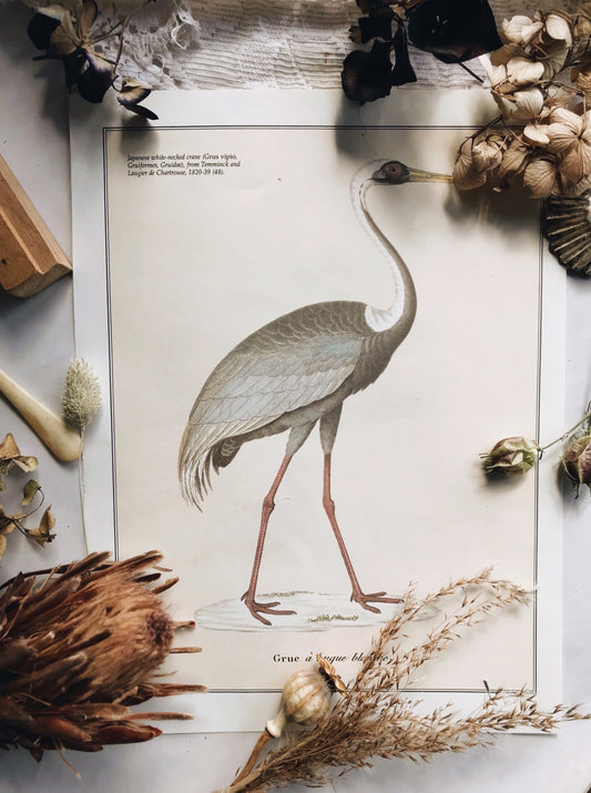 Antique Crane Illustration Bookplate
