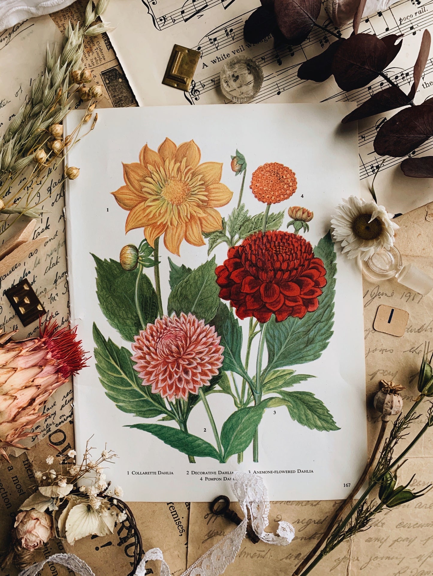 Vintage 1960’s Dahlia Bookplate