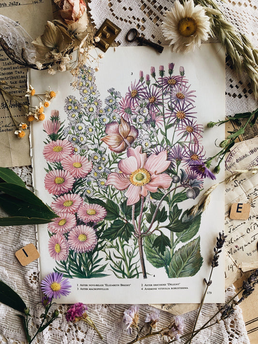 Vintage 1960’s Bookplate ~ Anemone vitifolia